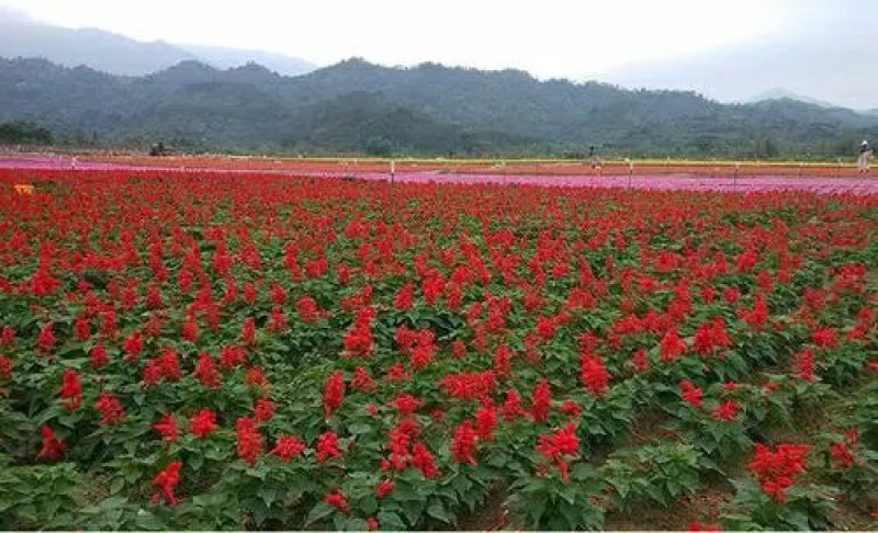 观花种子一串红种子高串串红种子园林景观绿化花草花卉种子