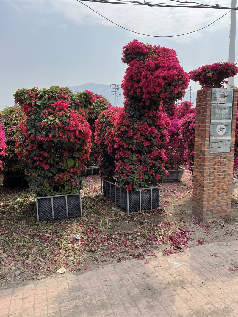 三角梅动物造型，盆景，提根造型，品种齐全！