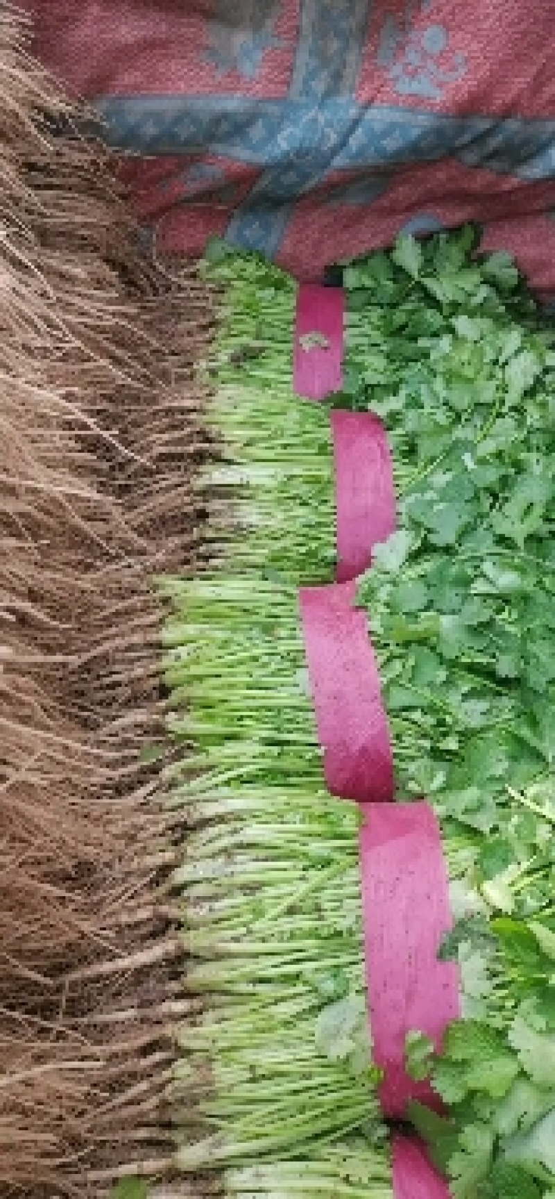 滑县香菜大叶香菜产地直发叶片发黑油亮实力代办代发