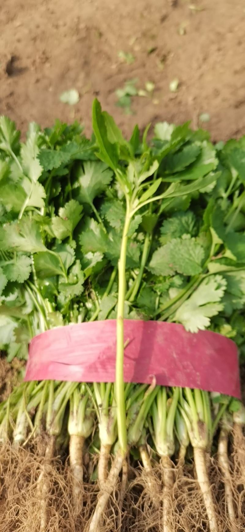 滑县香菜大叶香菜产地直发叶片发黑油亮实力代办代发