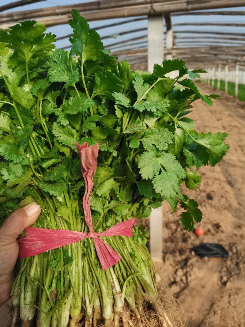 滑县香菜大叶香菜产地直发叶片发黑油亮实力代办代发