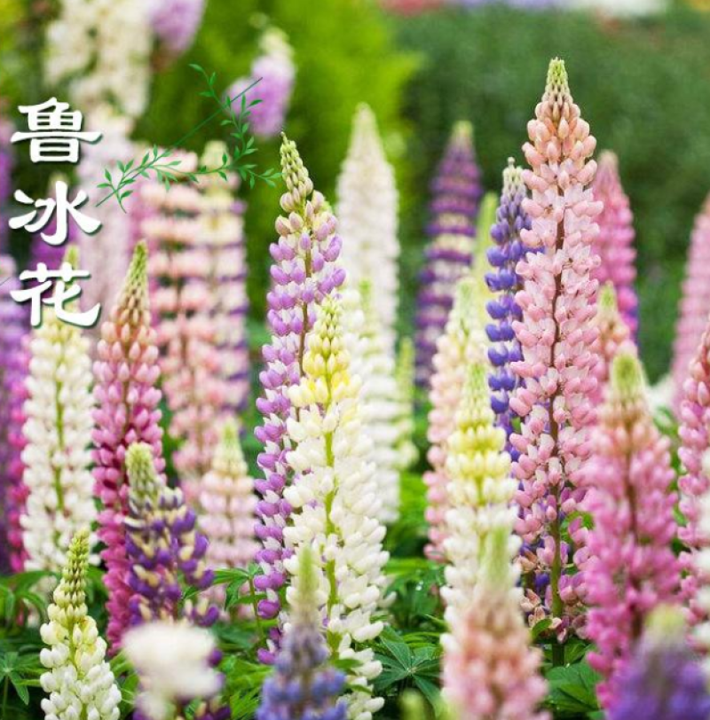鲁冰花种子羽扇豆四季易种庭院阳台多年生宿根花卉包邮