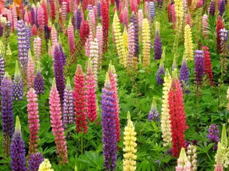 鲁冰花种子羽扇豆四季易种庭院阳台多年生宿根花卉包邮