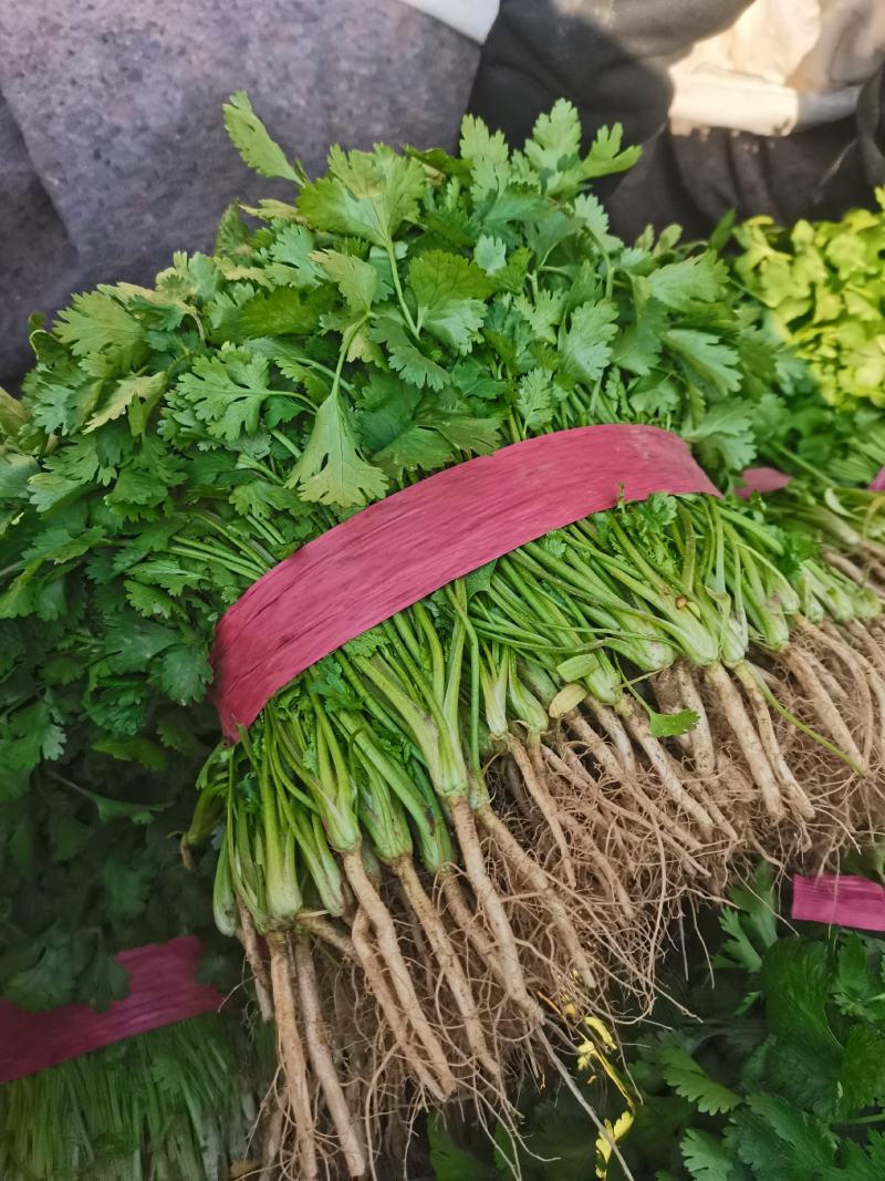 滑县香菜大叶香菜产地直发叶片发黑油亮实力代办代发