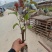三角梅【勒杜鹃】叶子花，安格斯，各种规格品种