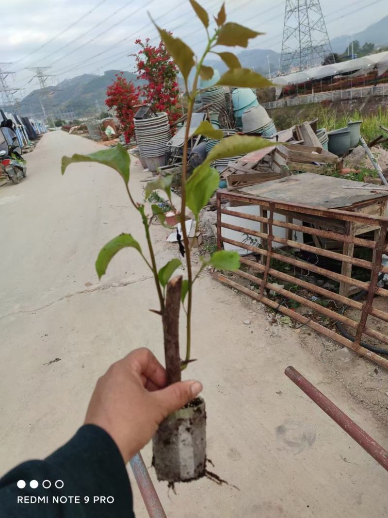 三角梅【勒杜鹃】叶子花，安格斯，各种规格品种