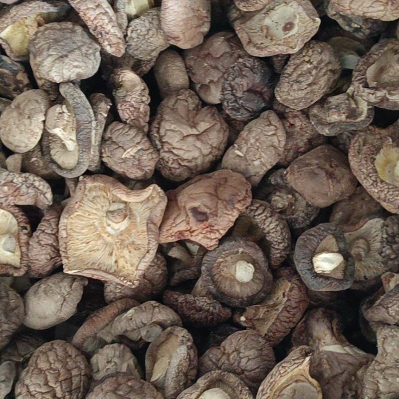 河南干香菇大量上市肉厚大小均匀！