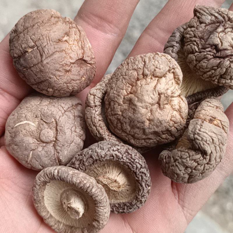 河南干香菇大量上市肉厚大小均匀！