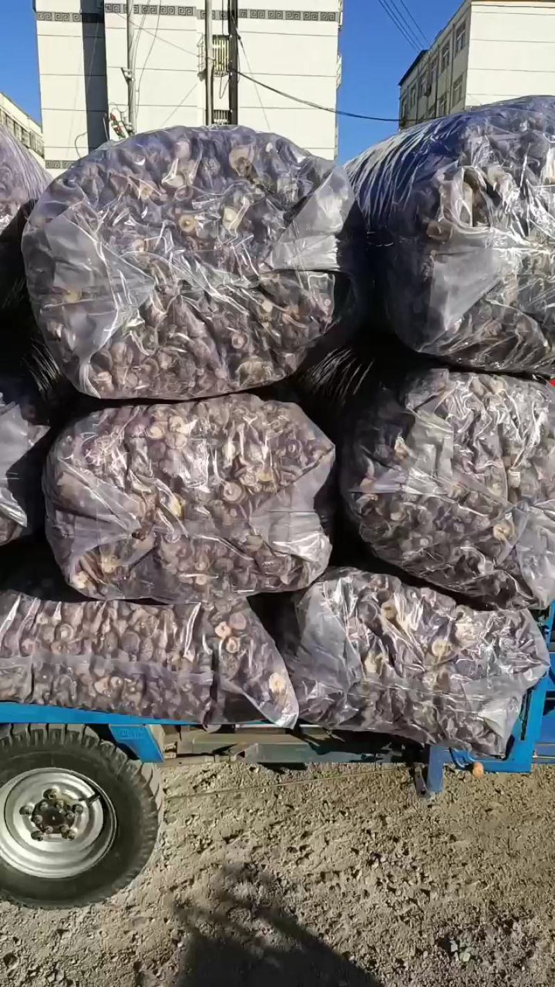 河南干香菇大量上市肉厚大小均匀！