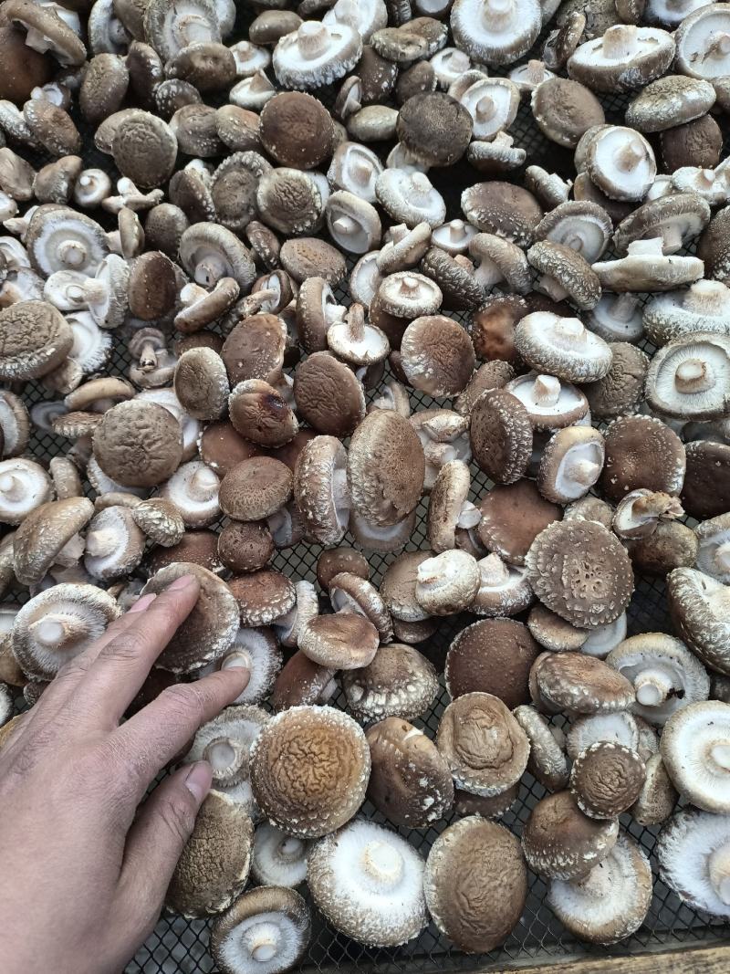 河南干香菇大量上市肉厚大小均匀！