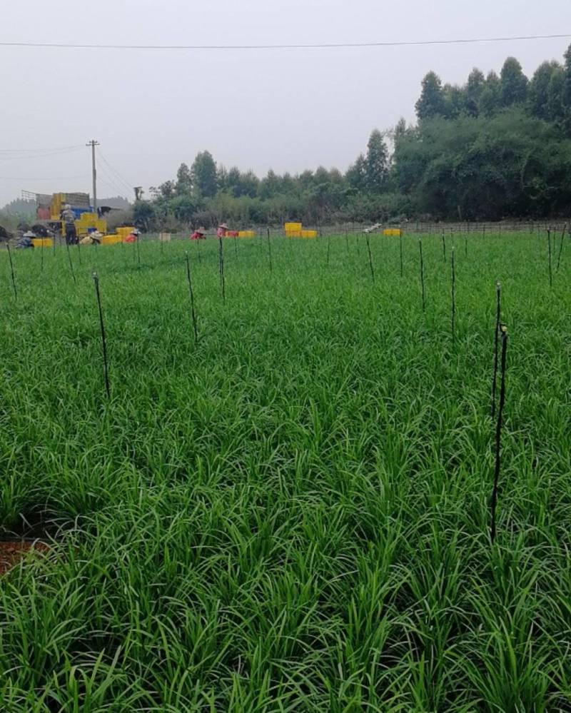【提前预定】徐闻县大叶黑土地韭菜质量保证发货全国