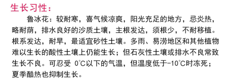 鲁冰花种子羽扇豆四季易种庭院阳台多年生宿根花卉包邮
