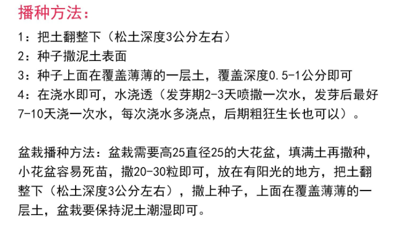 鲁冰花种子羽扇豆四季易种庭院阳台多年生宿根花卉包邮