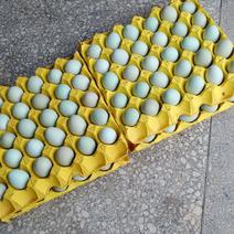 新鲜无抗绿壳乌鸡蛋480枚装，蛋黄大口感好，养殖场直供