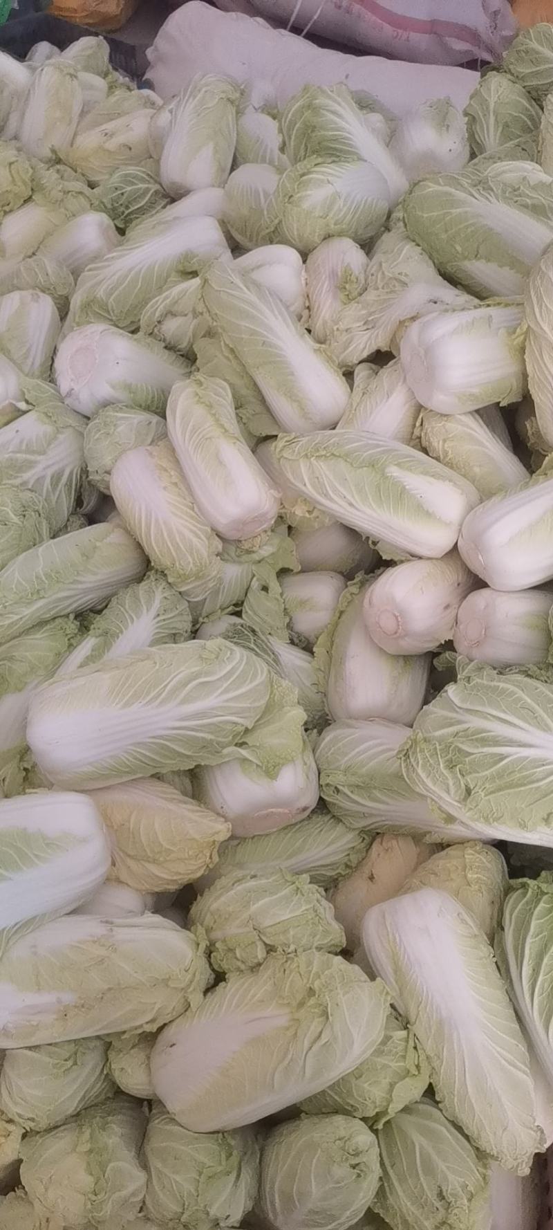 娃娃菜，半毛菜、大娃净菜大量上市，产地直销，一手货源