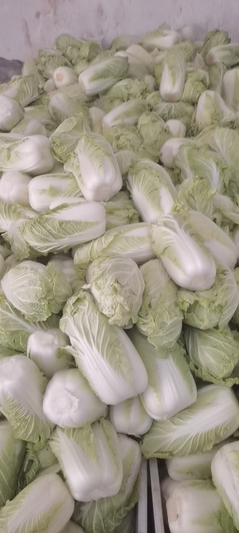 娃娃菜、半毛菜、净菜大娃娃菜，小娃娃菜大量上市，一手货源