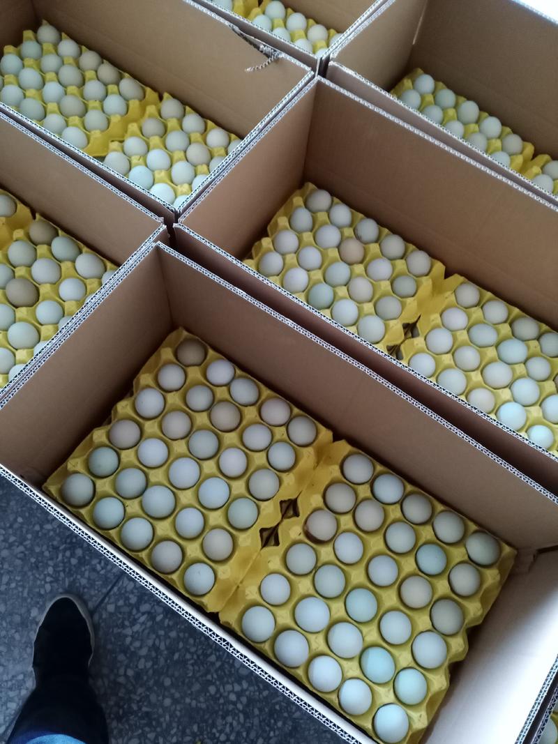 新鲜无抗绿壳乌鸡蛋480枚装，蛋黄大口感好，养殖场直供
