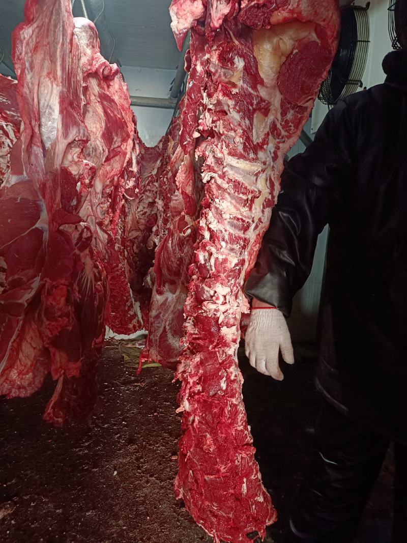 山东省阳信国产冷鲜牛肉厂家直销，清真屠宰，50斤起