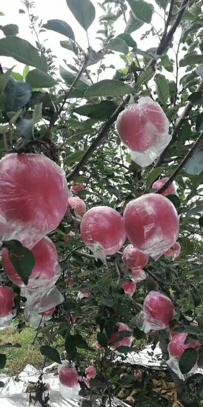 山西万荣王显红富士苹果大量上市。欢迎进店咨询采购