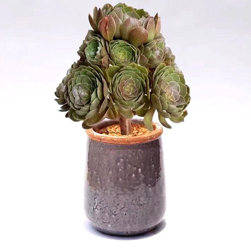 多肉植物法师万圣节手捧花万圣节小朵朵