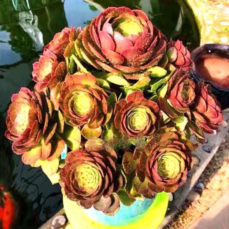 多肉植物法师万圣节手捧花万圣节小朵朵