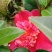 茶花