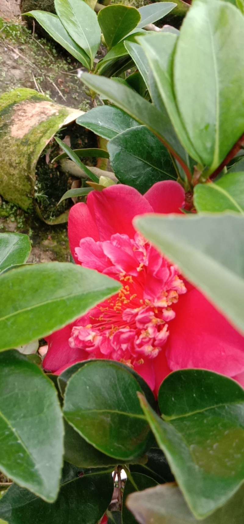 茶花