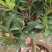 茶花