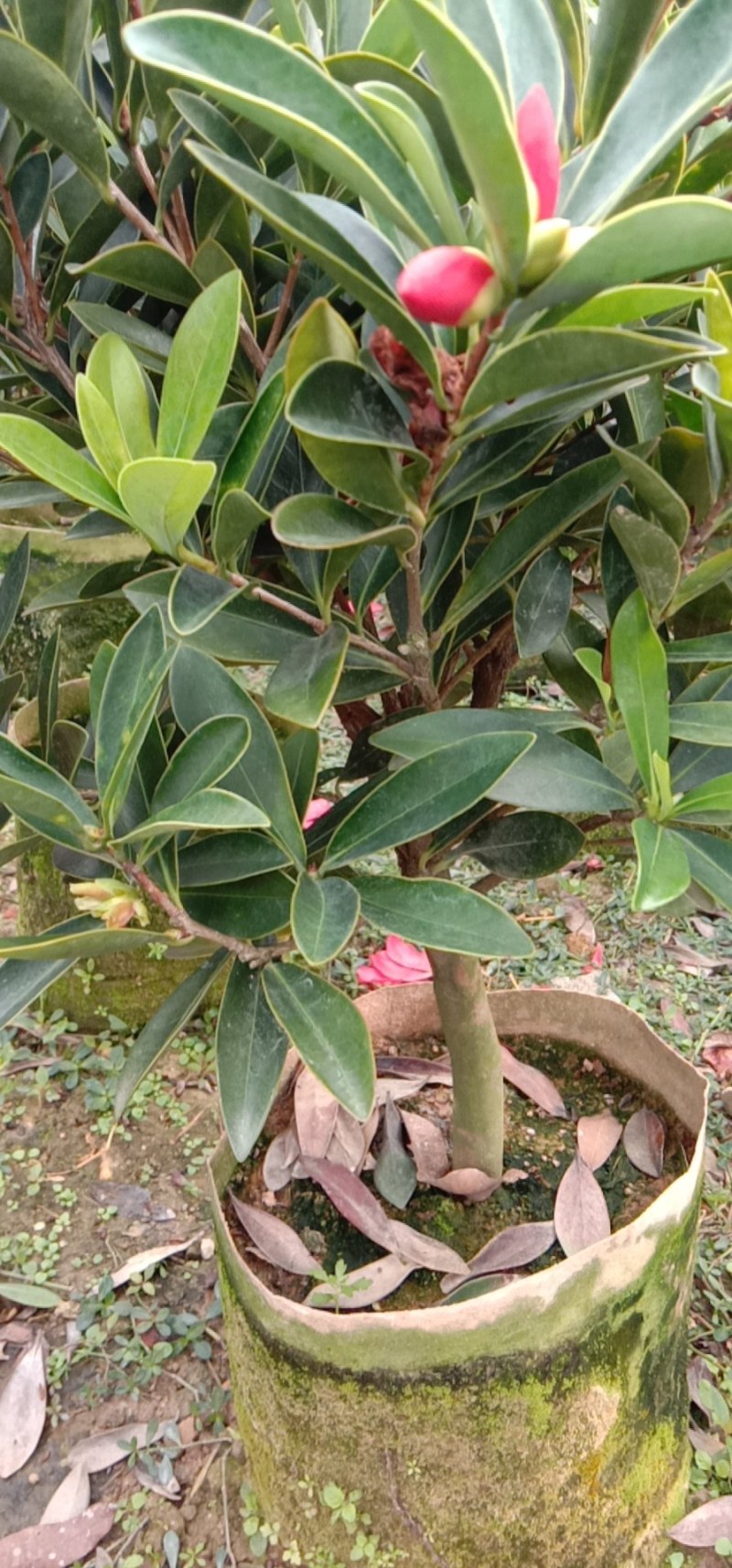 茶花