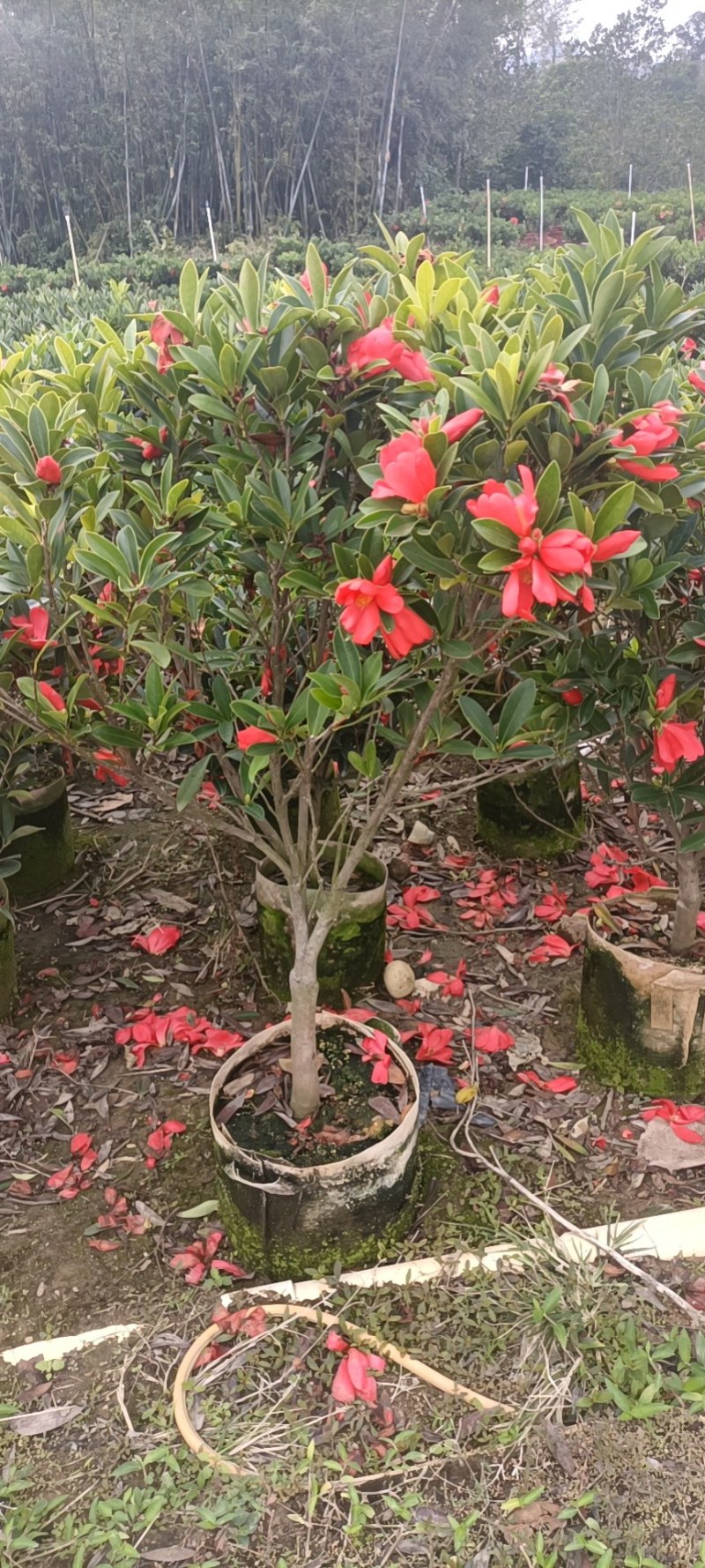 茶花