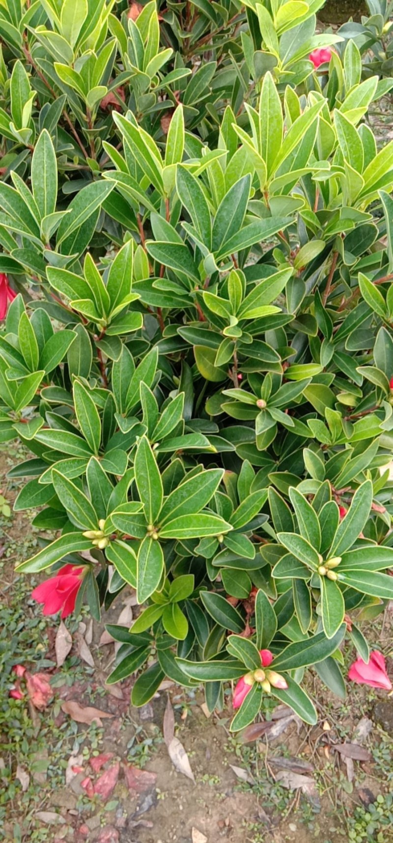 茶花