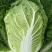 湖北黄心大白菜质量保证白菜基地直供发往全国
