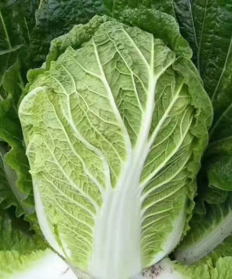 湖北黄心大白菜质量保证白菜基地直供发往全国
