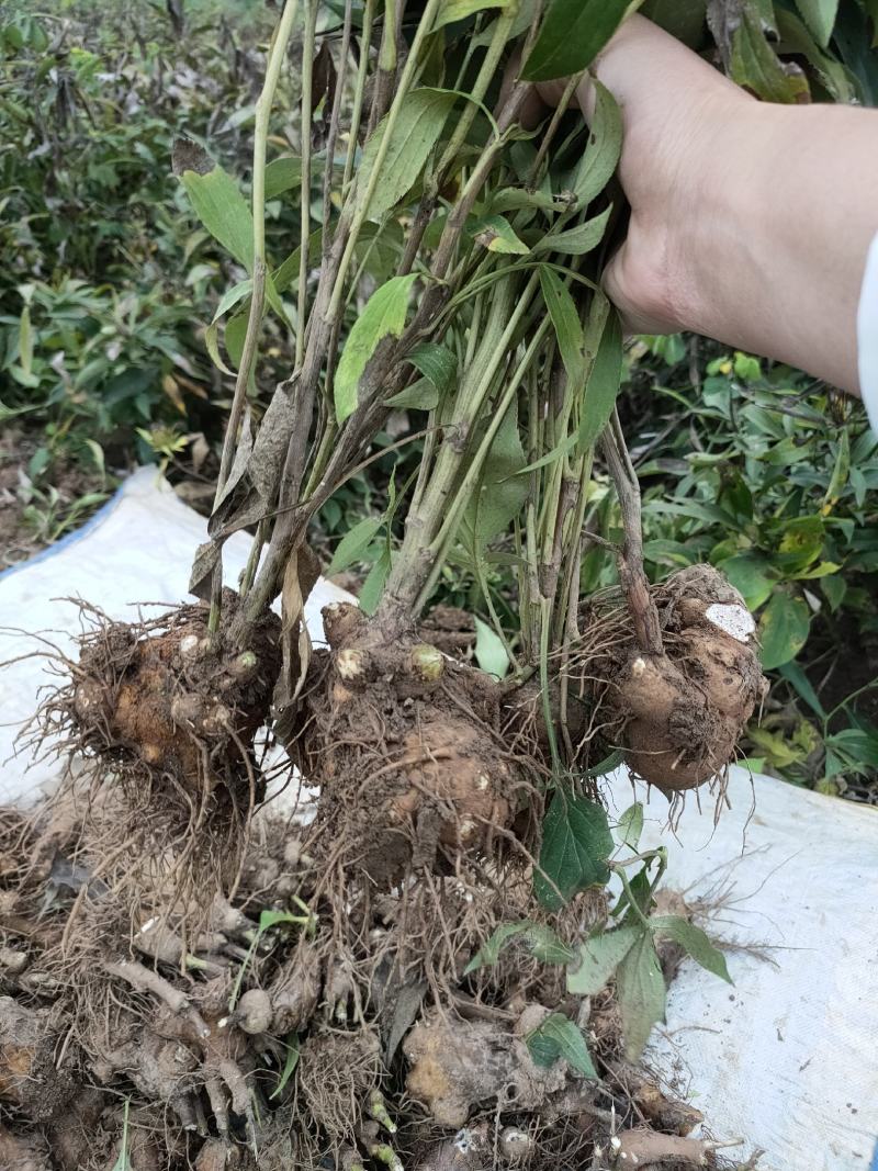 纯新改良两年白术籽，包芽率，改良紫皮白术种子，