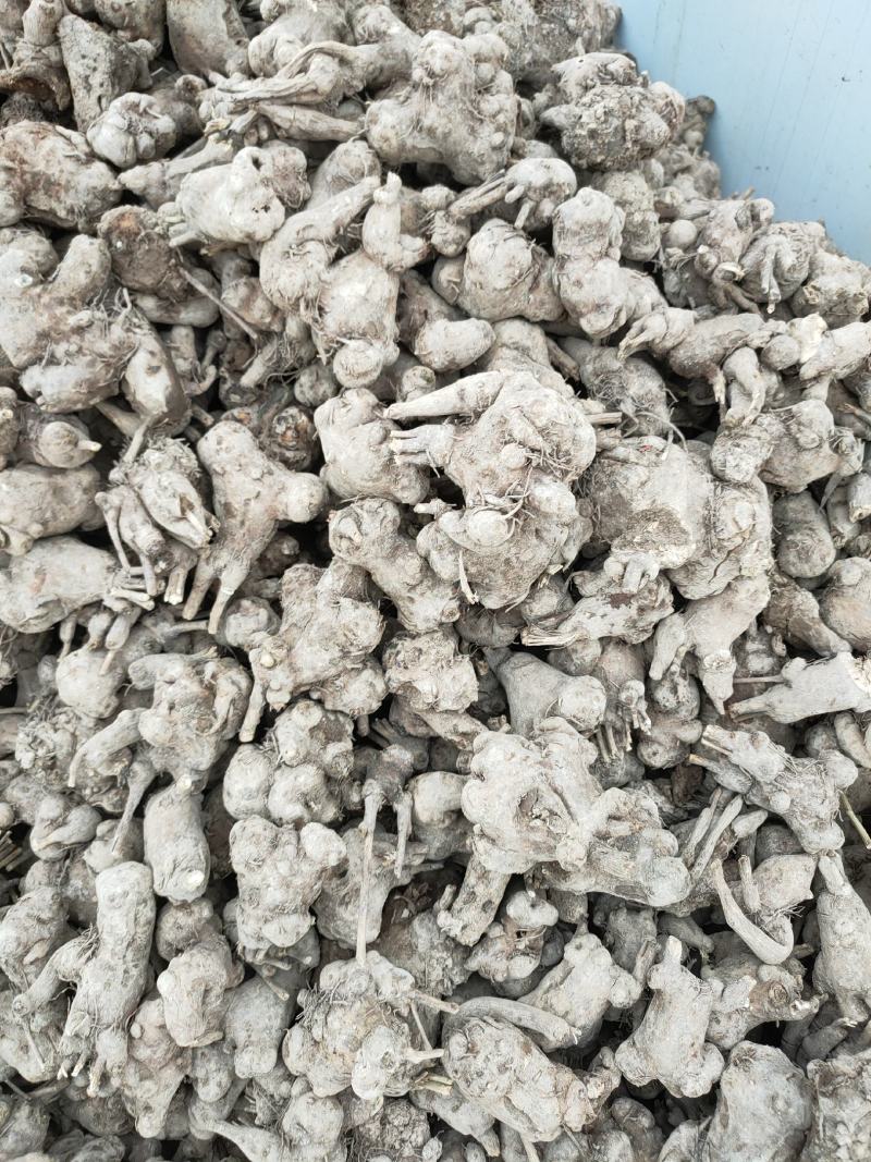 纯新改良两年白术籽，包芽率，改良紫皮白术种子，