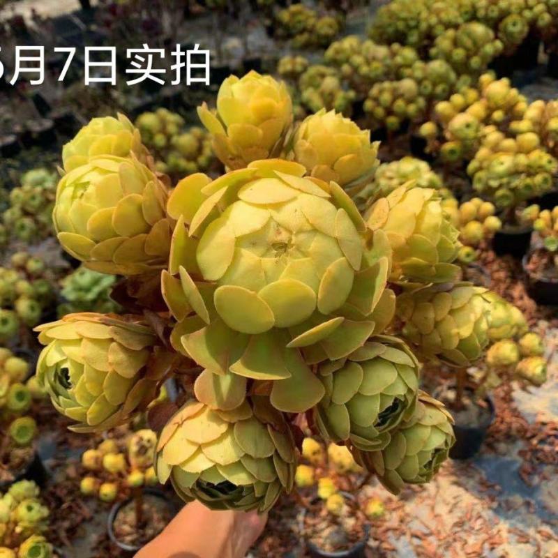 多肉植物法师韶羞高度35左右直径35