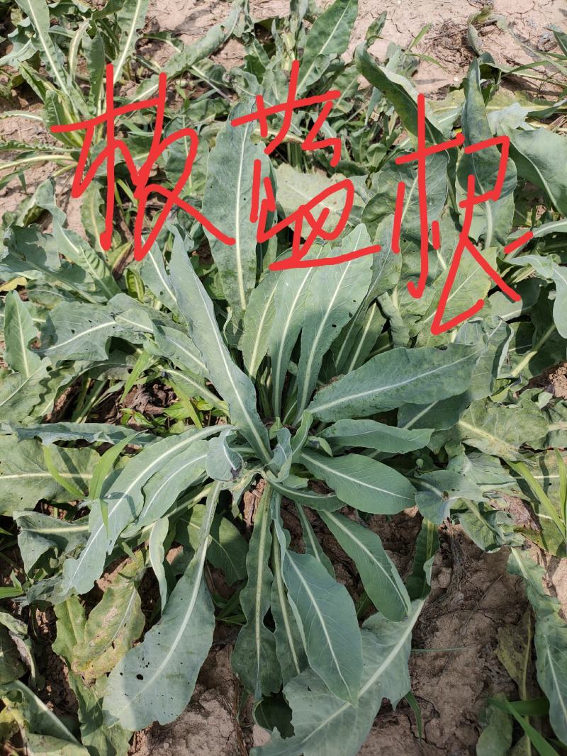 板蓝根种子，纯新改良板蓝根种子，小叶大根，产量高