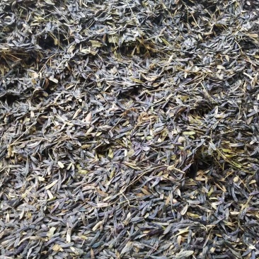 板蓝根种子，纯新改良板蓝根种子，小叶大根，产量高