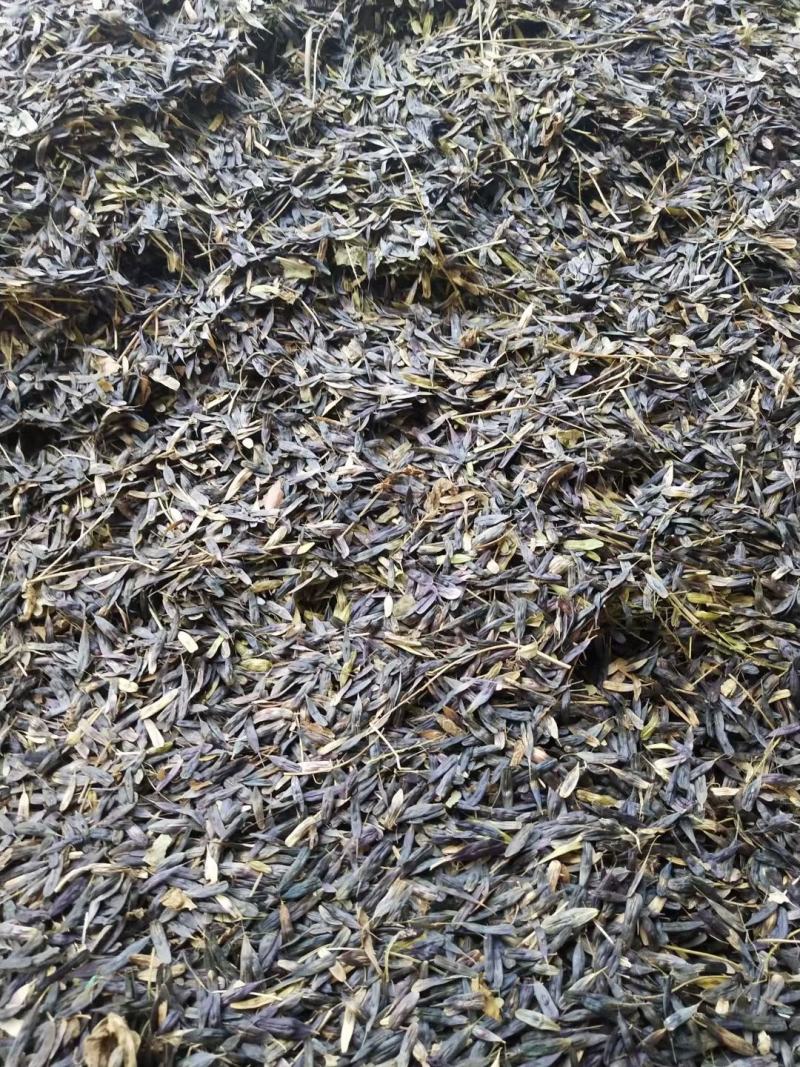 板蓝根种子，纯新改良板蓝根种子，小叶大根，产量高