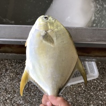 金鲳鱼原料，鱼干，厂家直销，全规格在售，货源稳定。