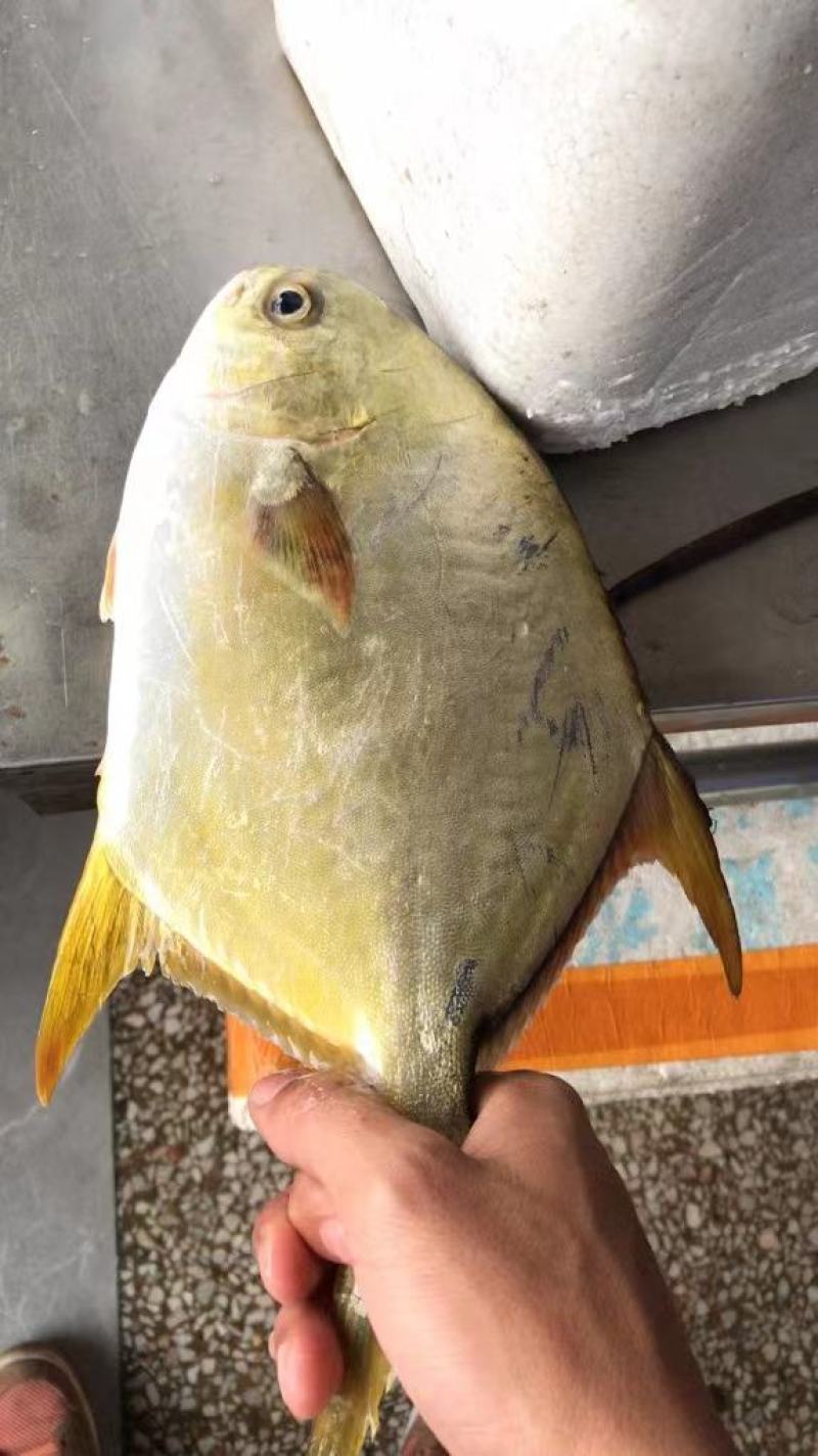 金鲳鱼原料，鱼干，厂家直销，全规格在售，货源稳定。
