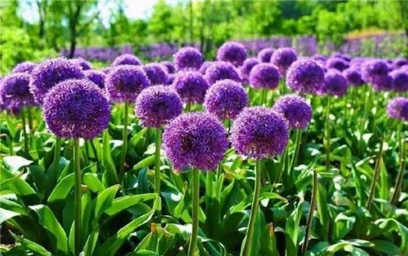 大花葱种子硕葱种子多年生花卉种子景观庭院花海绿化种植