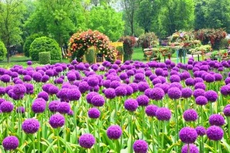 大花葱种子硕葱种子多年生花卉种子景观庭院花海绿化种植
