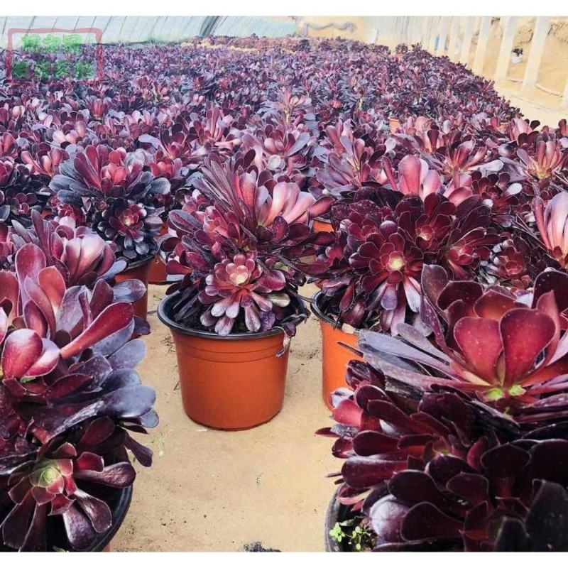 多肉植物法师欧版紫羊绒品种多多，欢迎新老客户选购