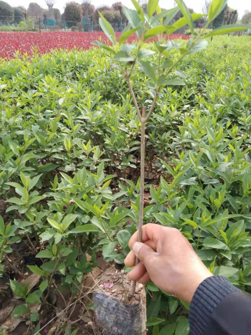 #连翘#连翘#连翘#连翘#连翘#连翘#连翘#