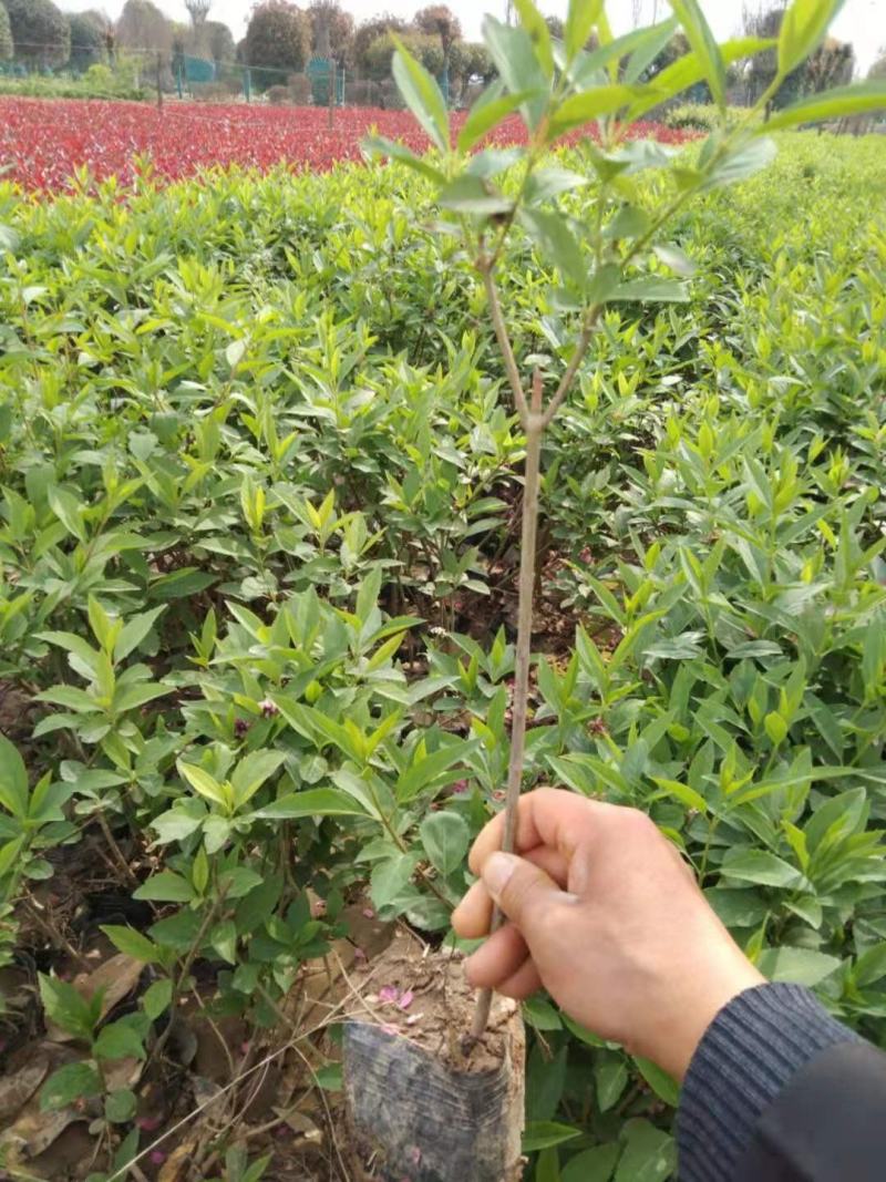 #连翘#连翘#连翘#连翘#连翘#连翘#连翘#
