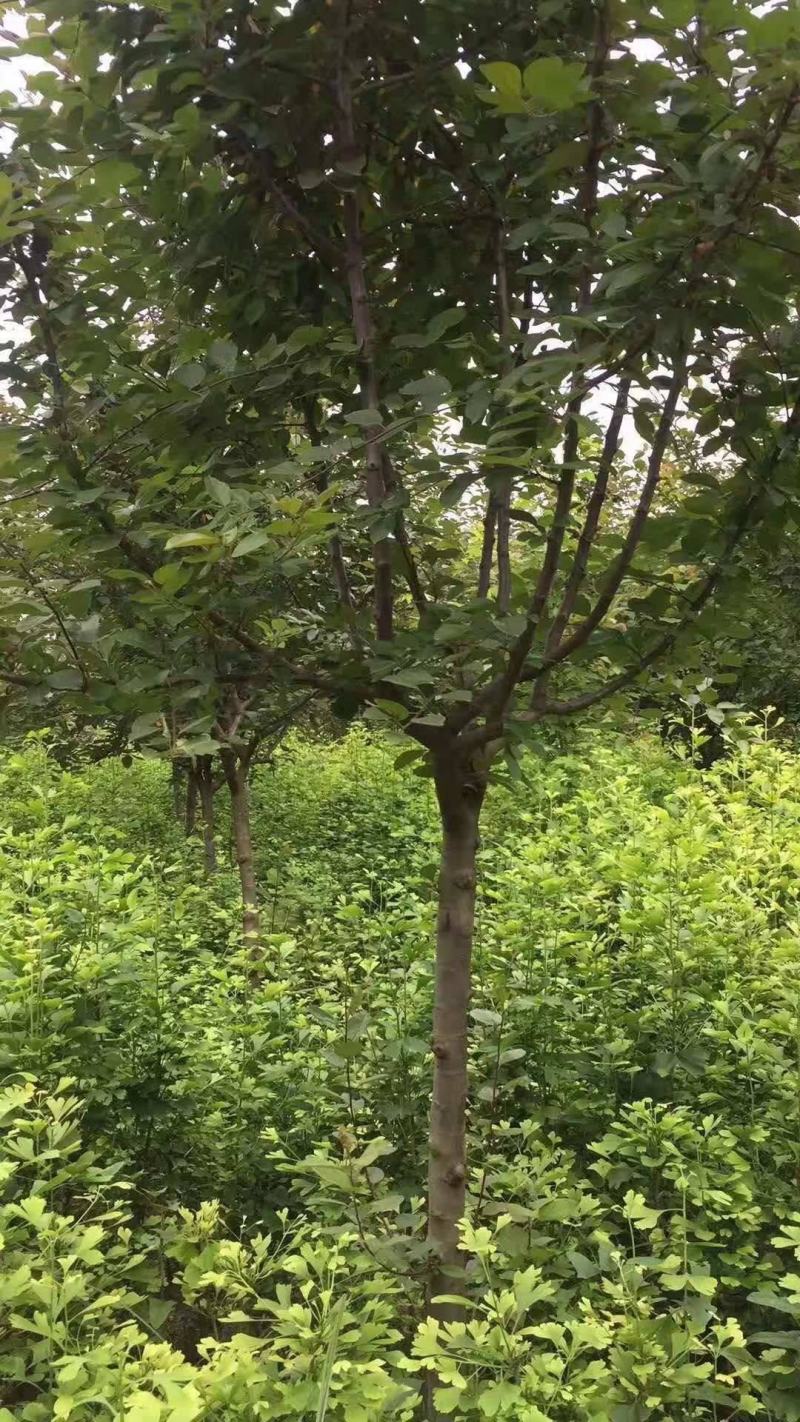 北美海棠