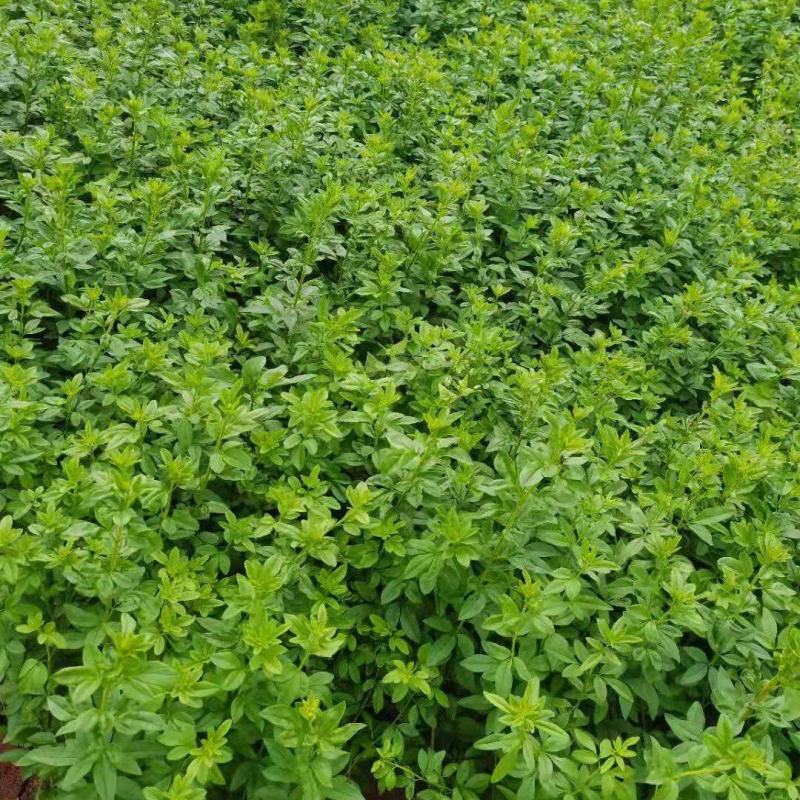 迎春花