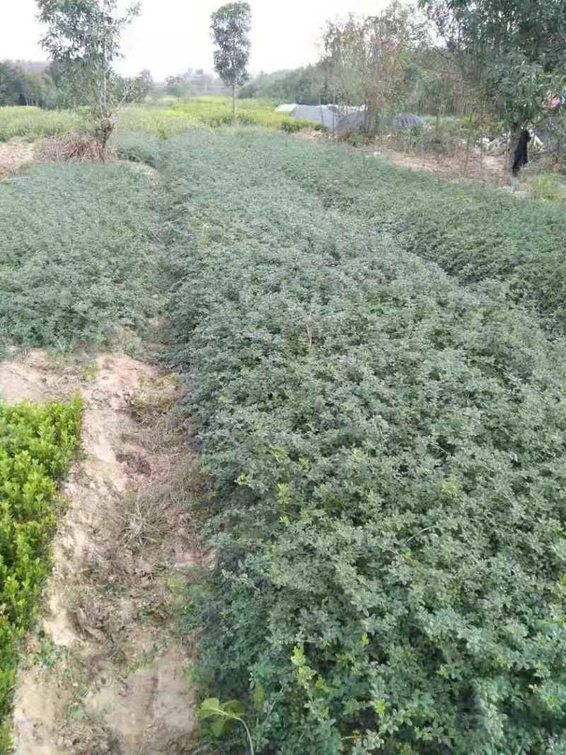 迎春花