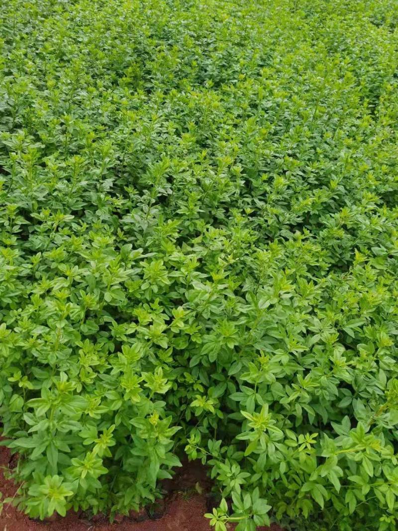 迎春花
